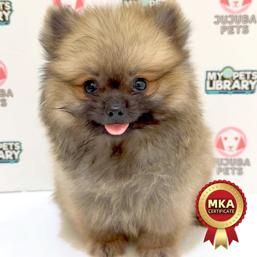 MKA Pomeranian Puppy