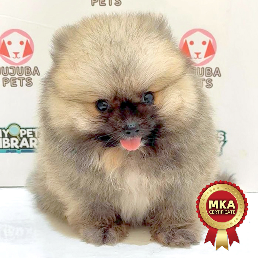 MKA Pomeranian Puppy