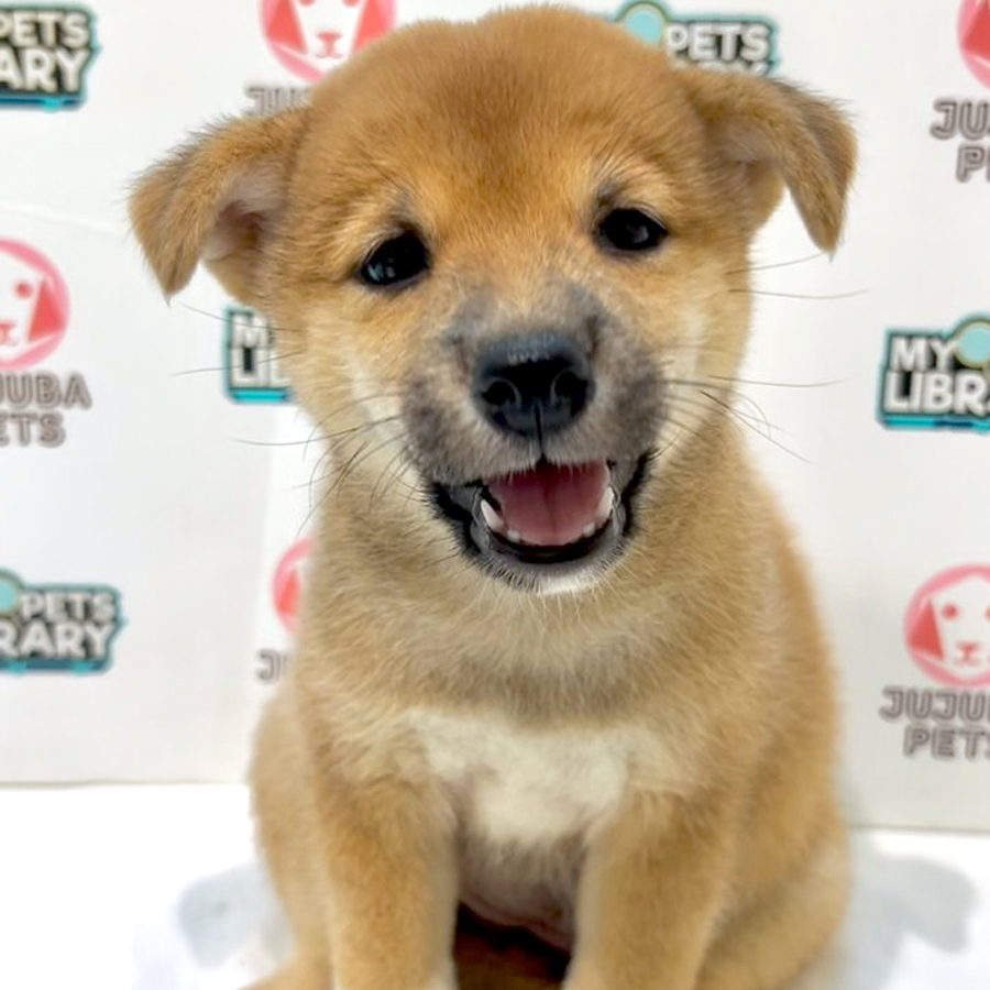 Shiba Inu Puppy