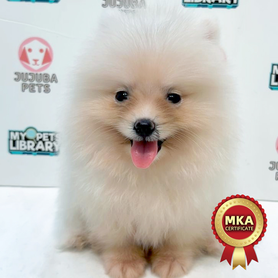 MKA Pomeranian Puppy