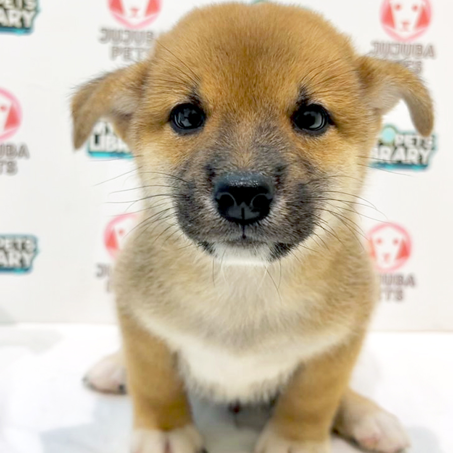 Shiba Inu Puppy
