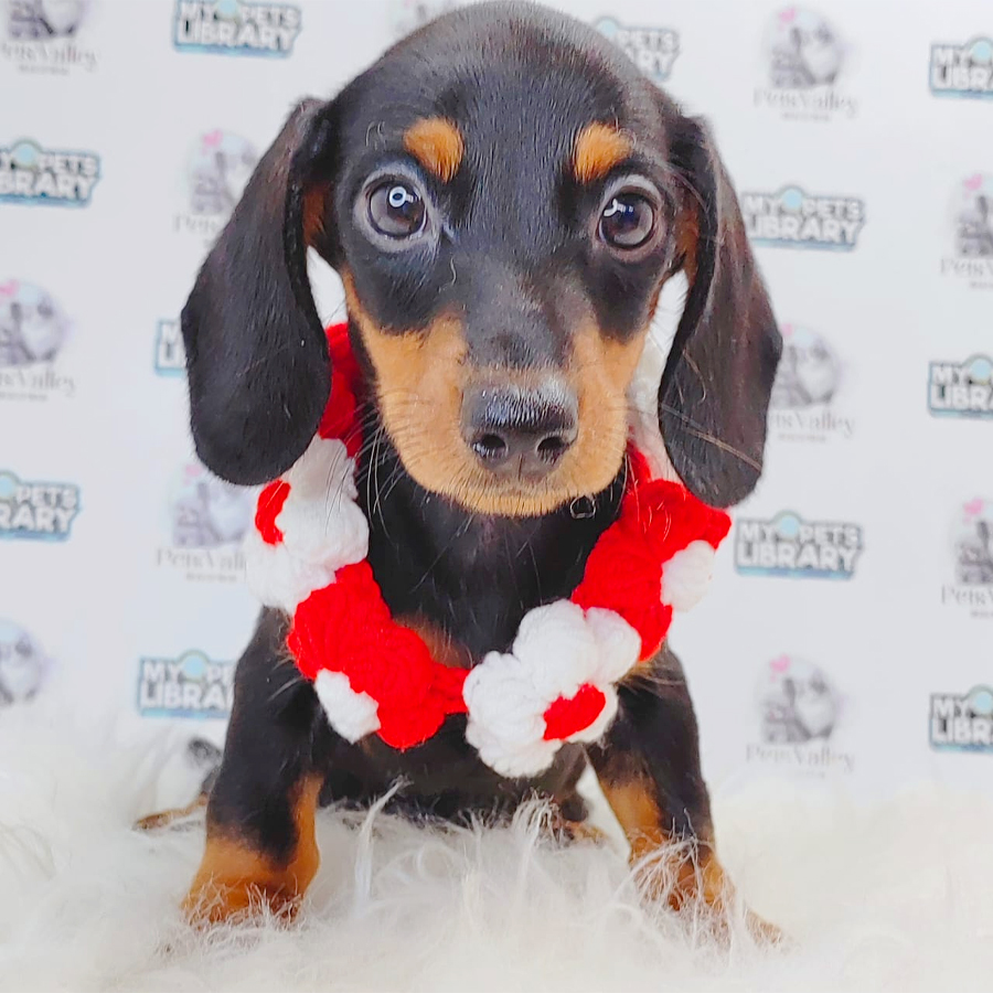 Dachshund Puppy