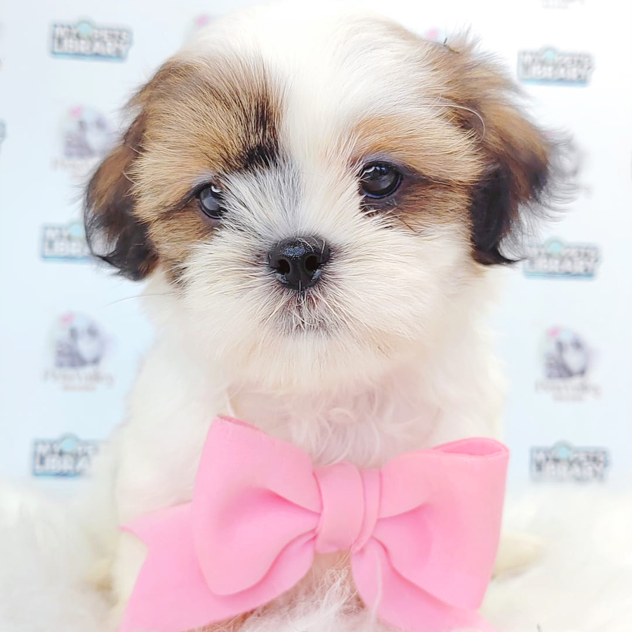 Shih Tzu Puppy