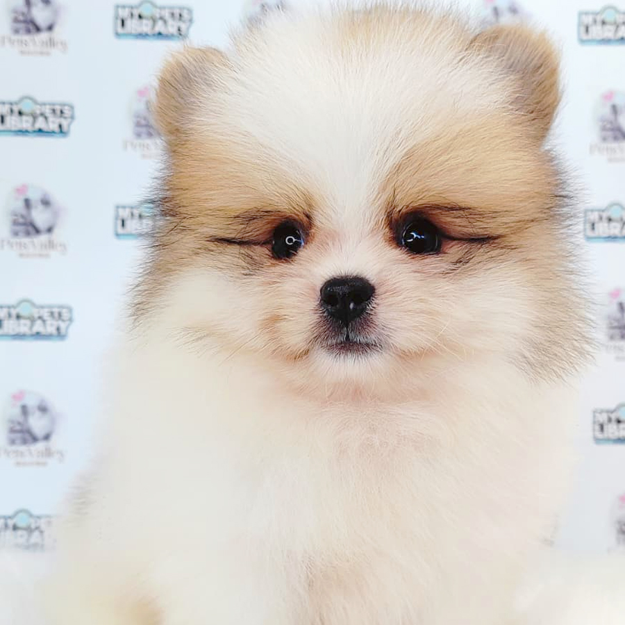 Pomeranian Puppy