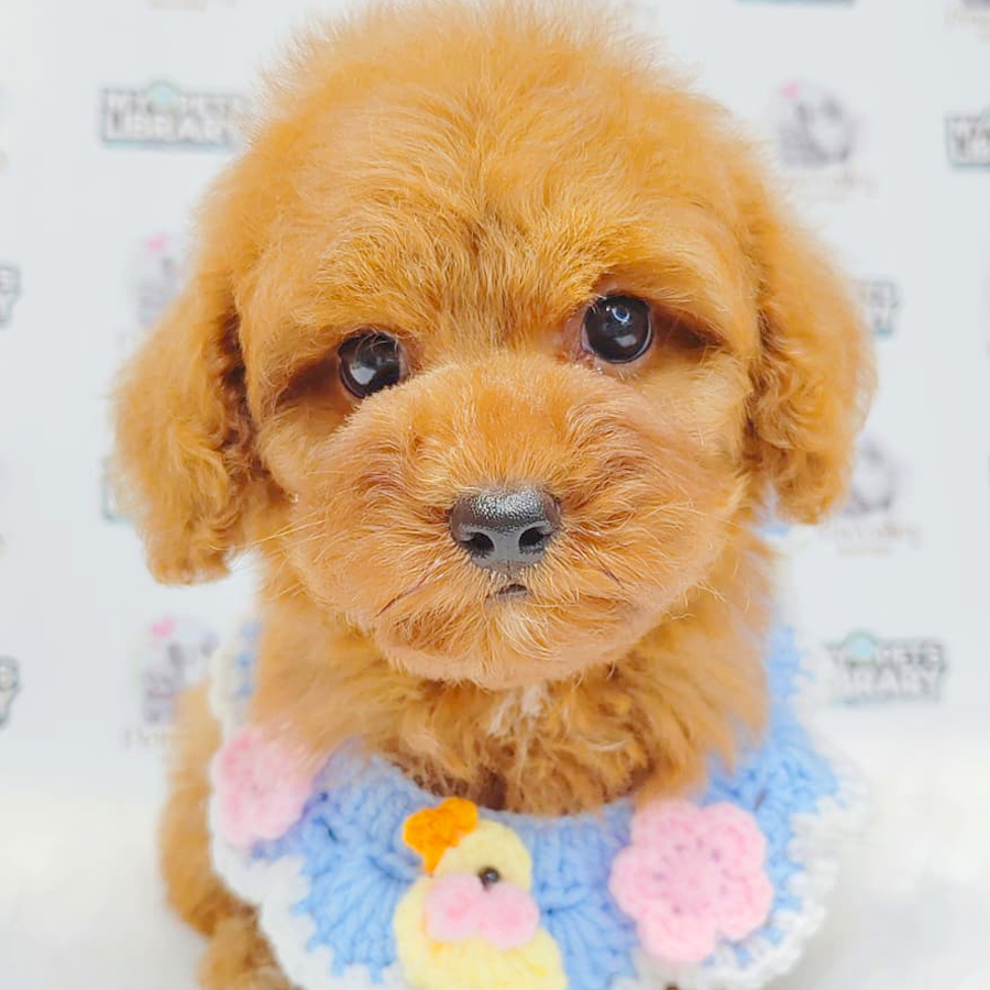Toy Poodle Puppy