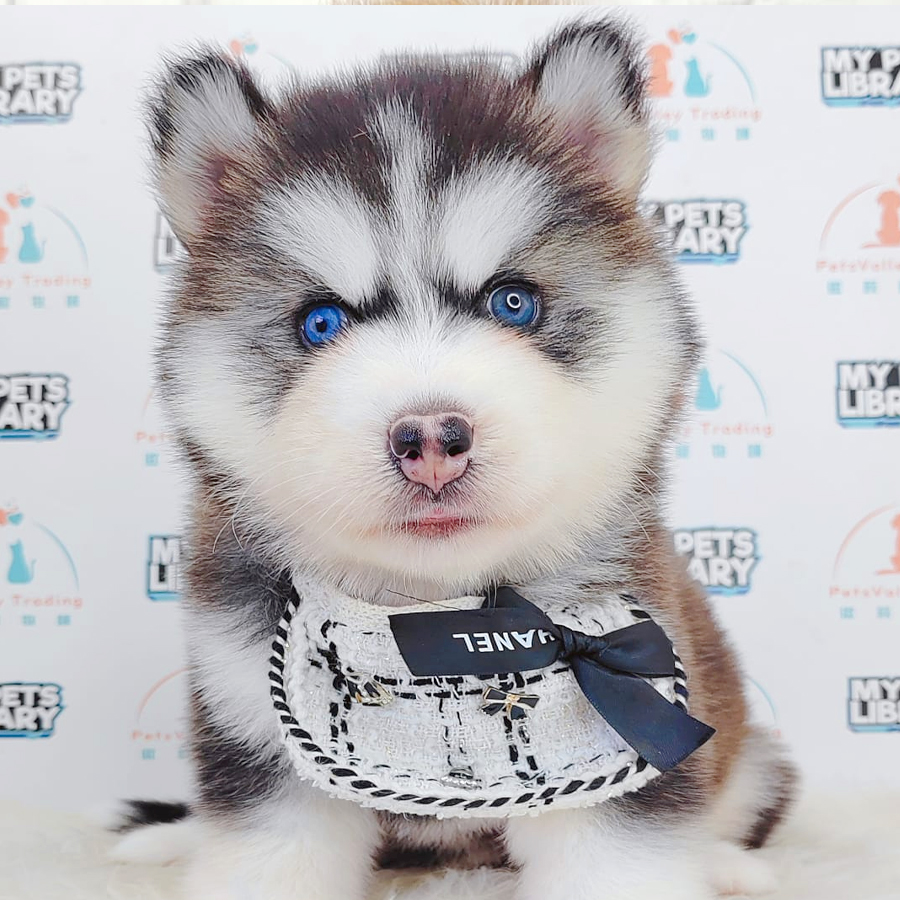 Wooly Alaskan Puppy