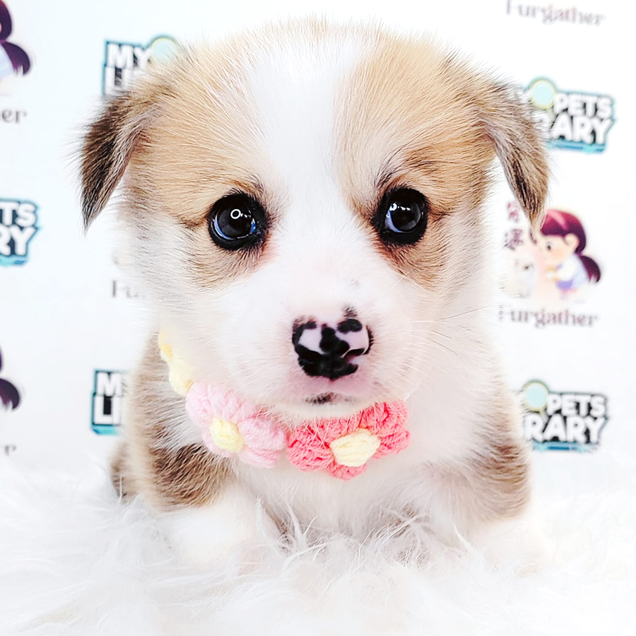 Corgi Puppy