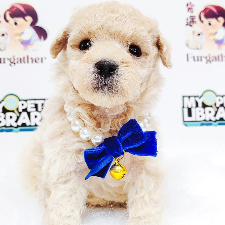 Maltipoo Puppy