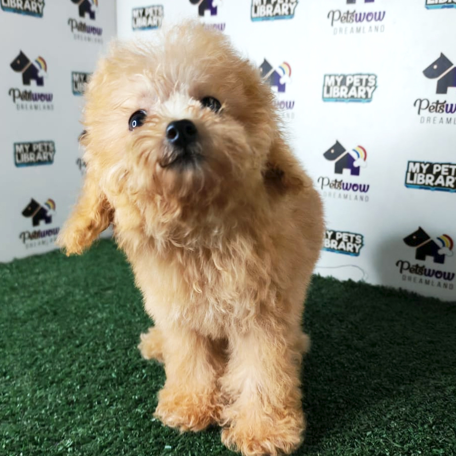 Poodle Puppy