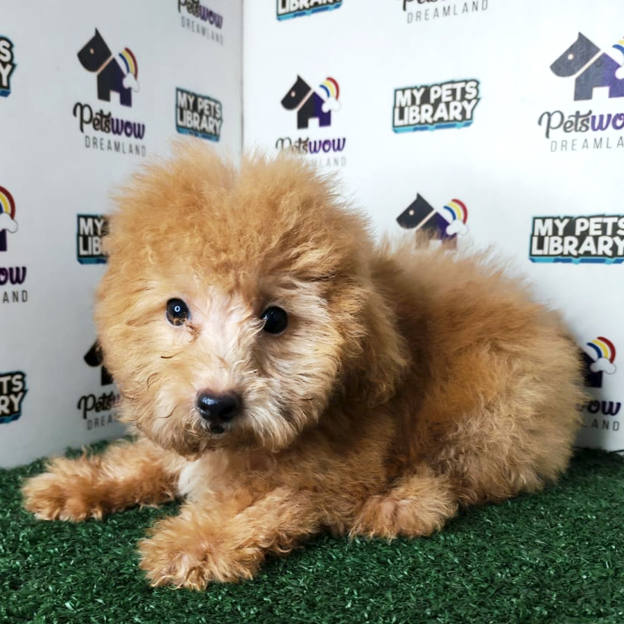 Poodle Puppy