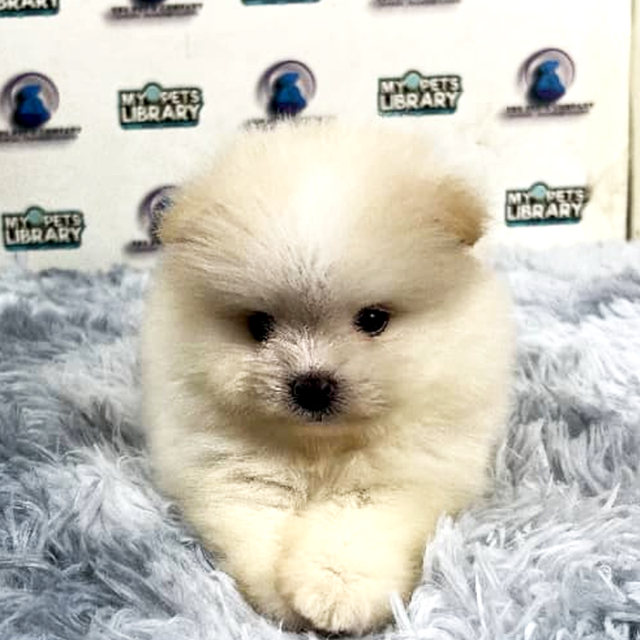 Pomeranian Puppy