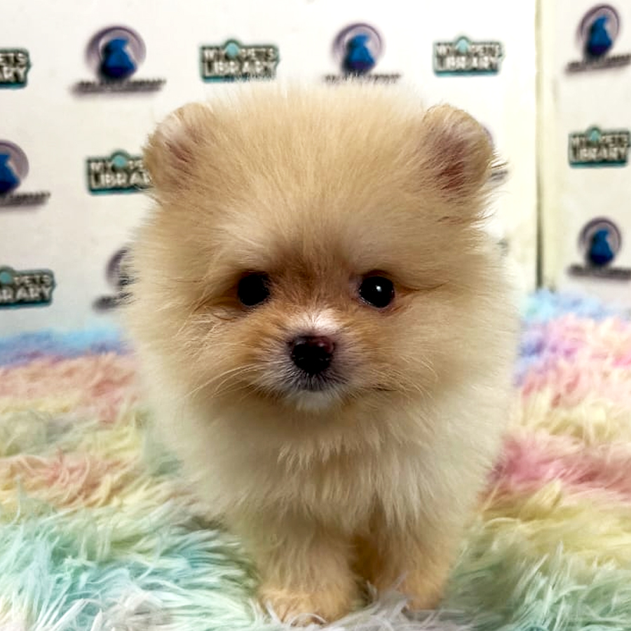 Pomeranian Puppy