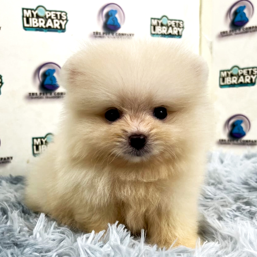 Pomeranian Puppy