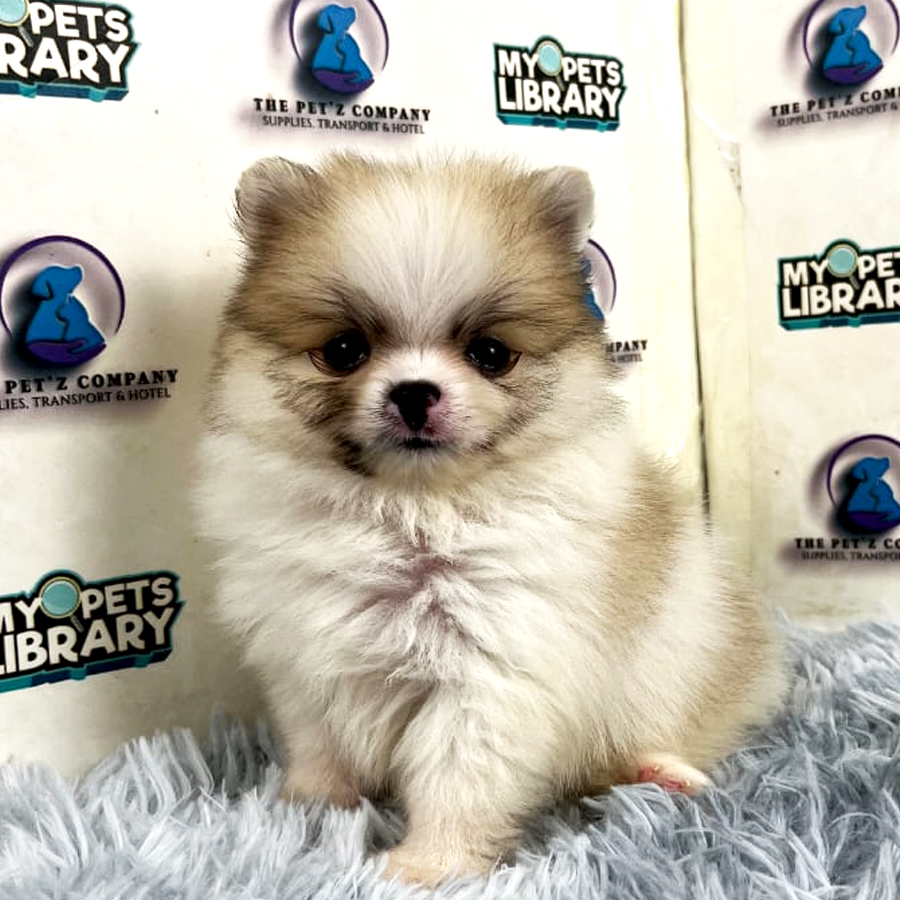 Pomeranian Puppy