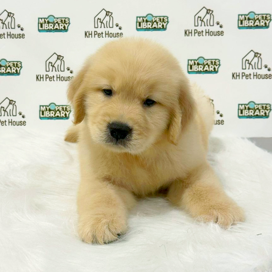 Golden Retriever Puppy