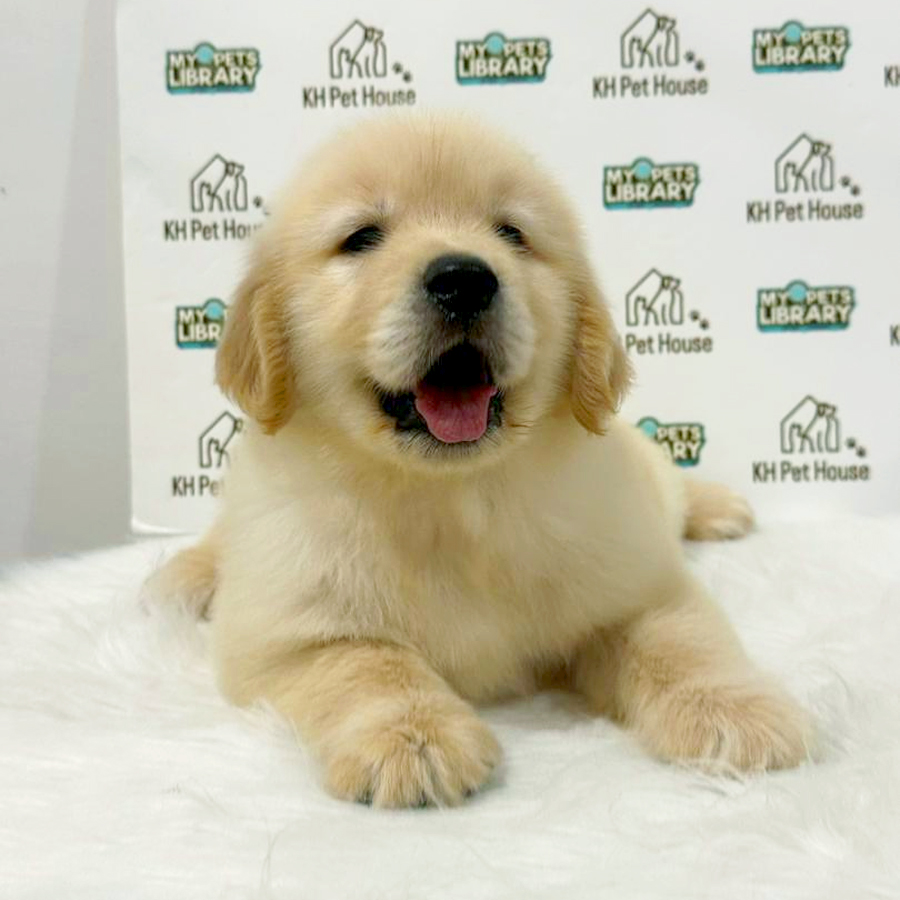 Golden Retriever Puppy