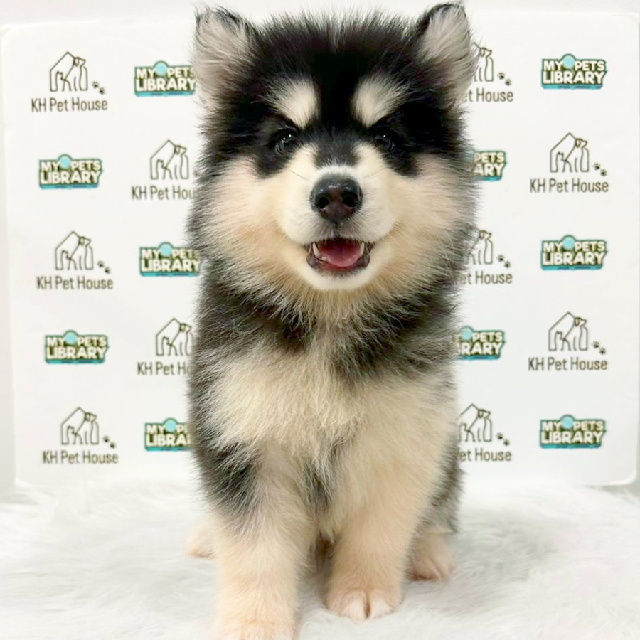 Siberian Husky Puppy