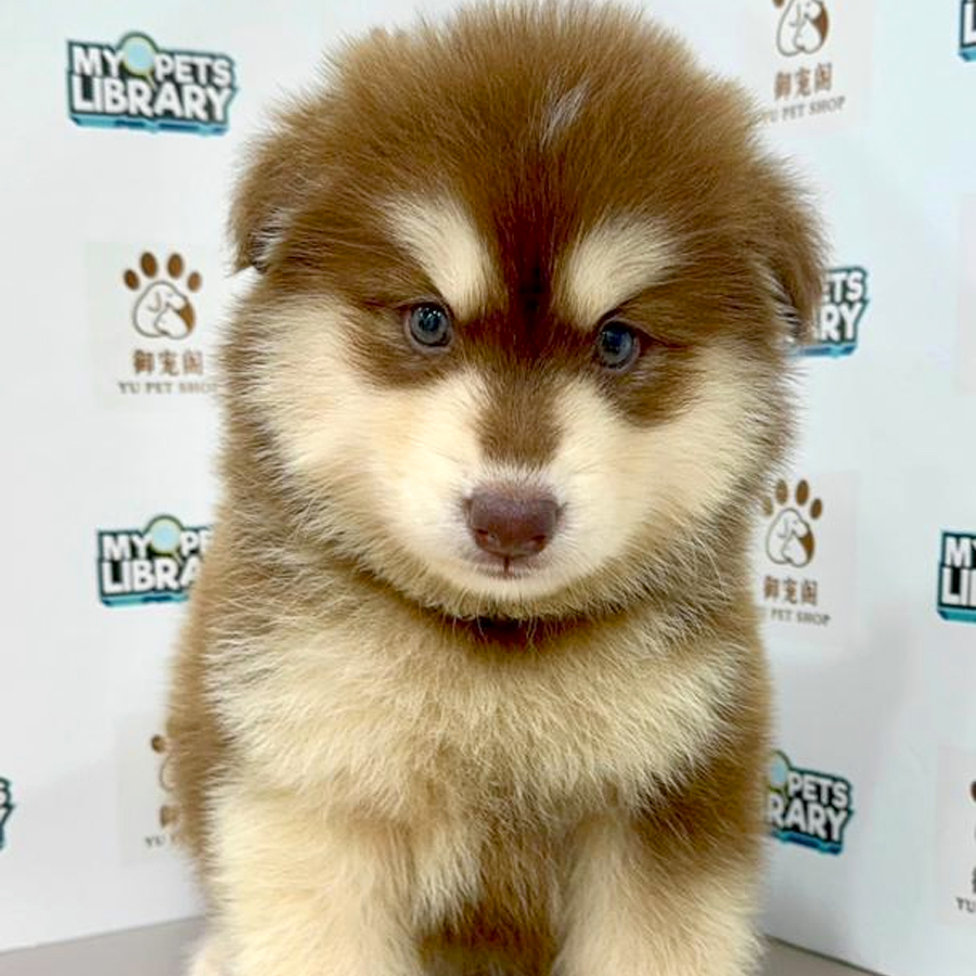 Siberian Husky Puppy