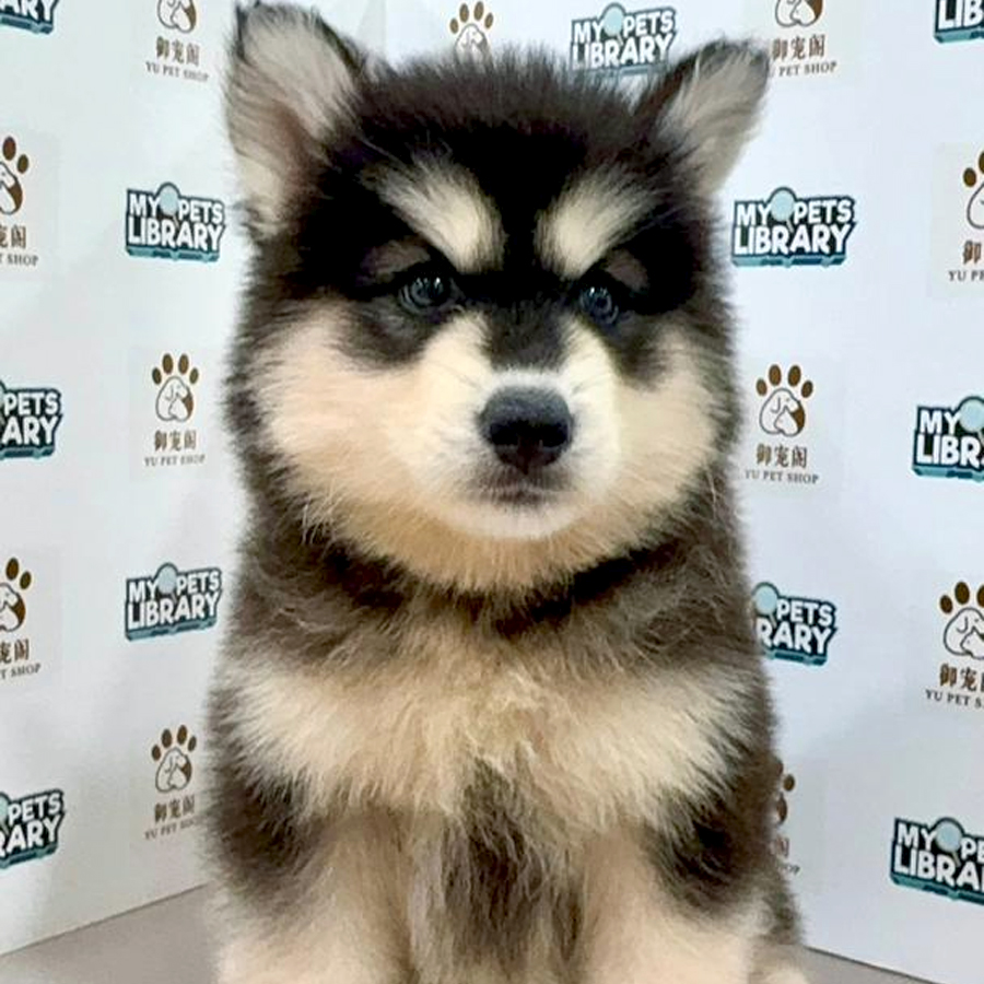 Siberian Husky Puppy