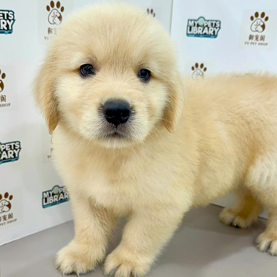 Golden Retriever Puppy
