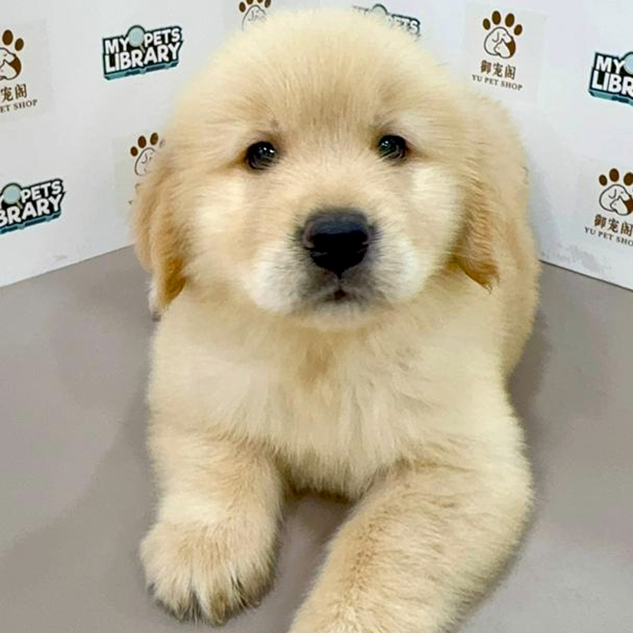Golden Retriever Puppy