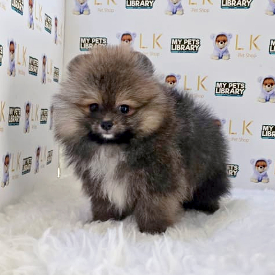 Pomeranian Puppy