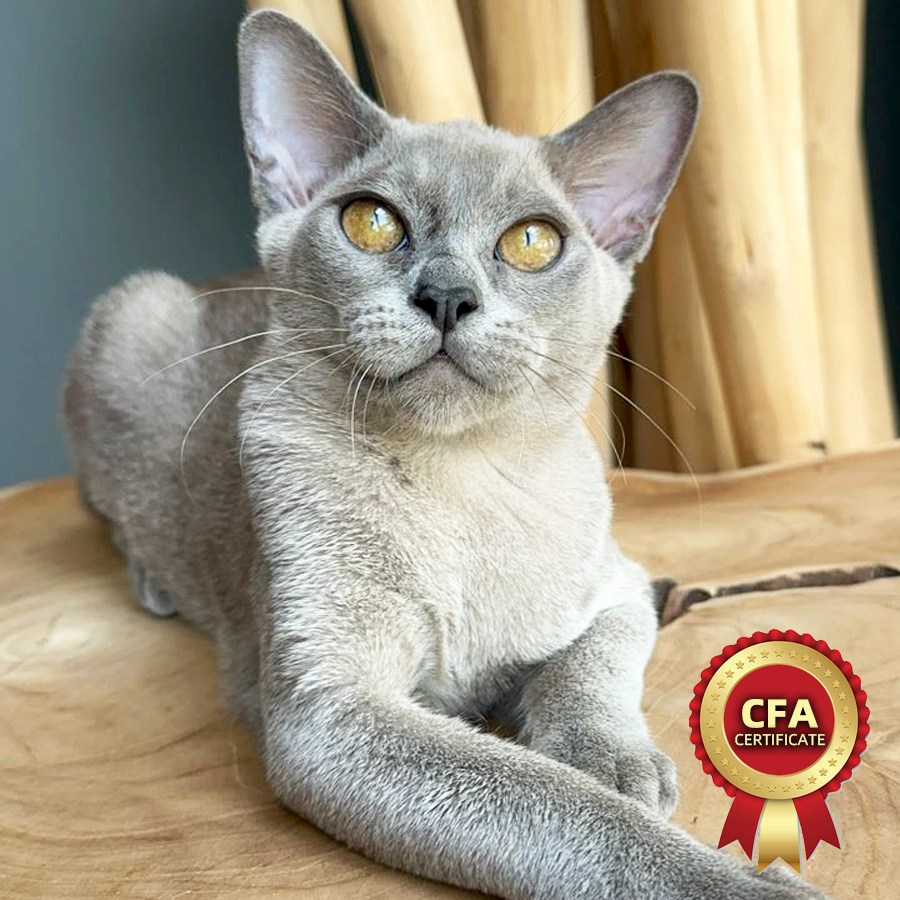 CFA European Burmese Kitten