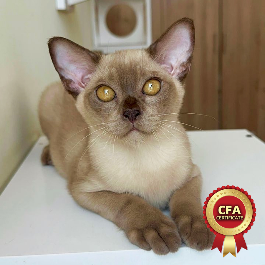 CFA European Burmese Kitten