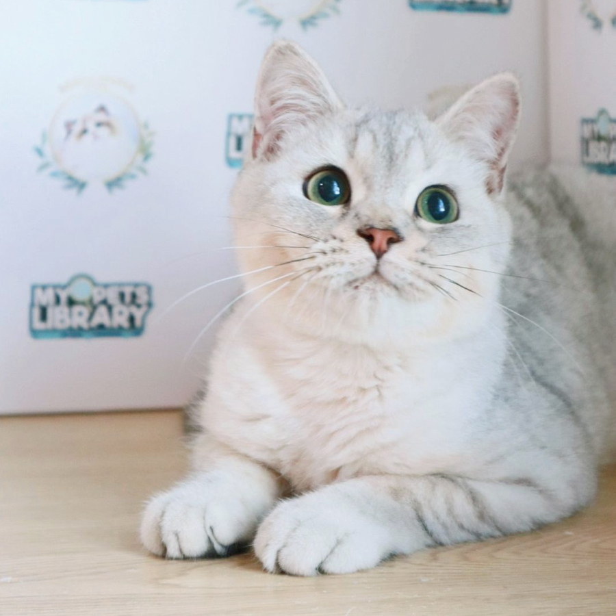British Shorthair Kitten