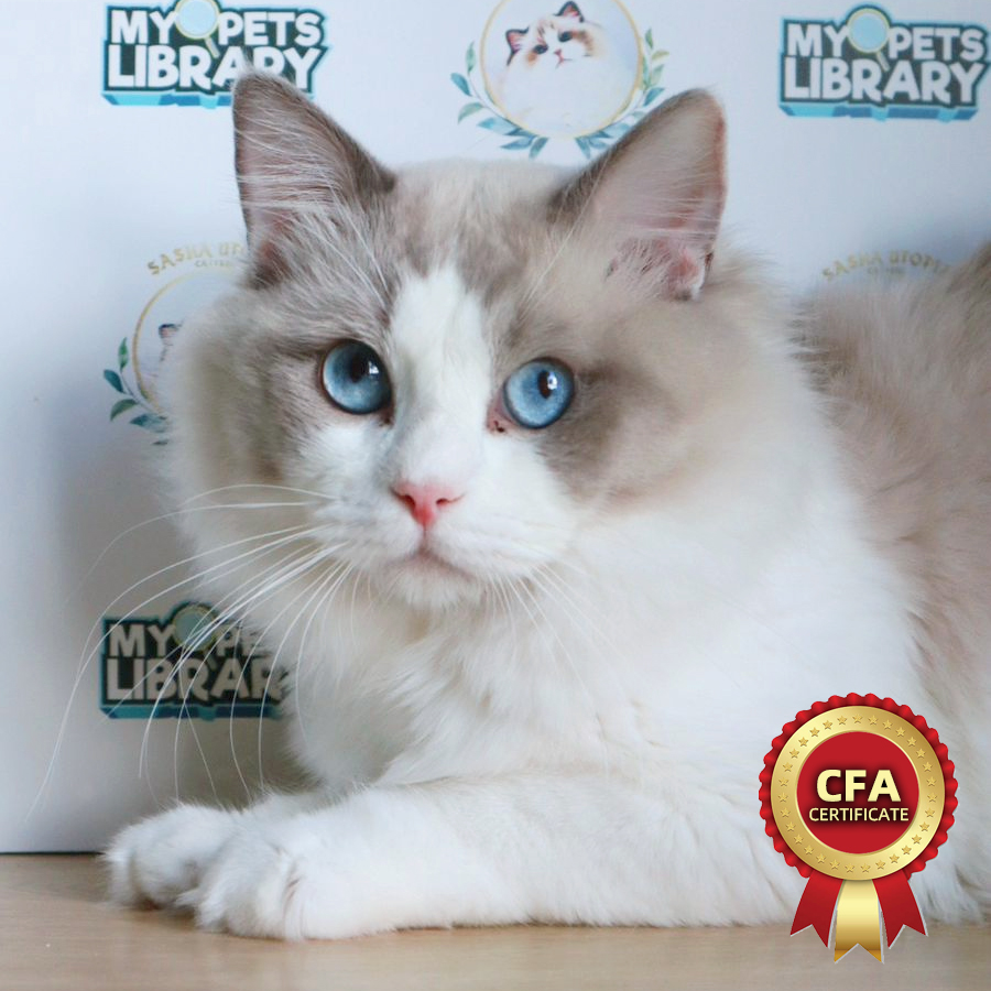 CFA Ragdoll Kitten