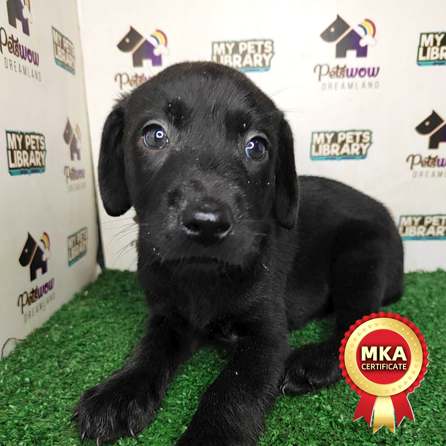 Labrador Puppy