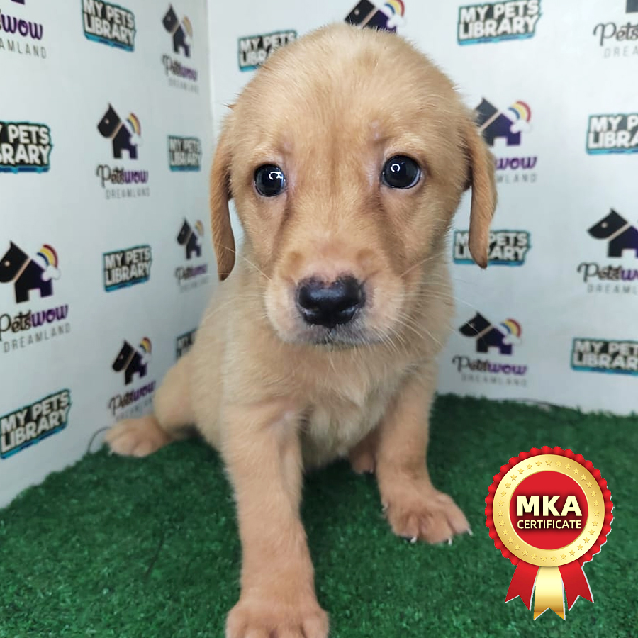 Labrador Puppy