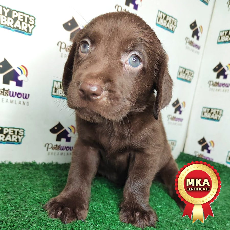 Labrador Puppy