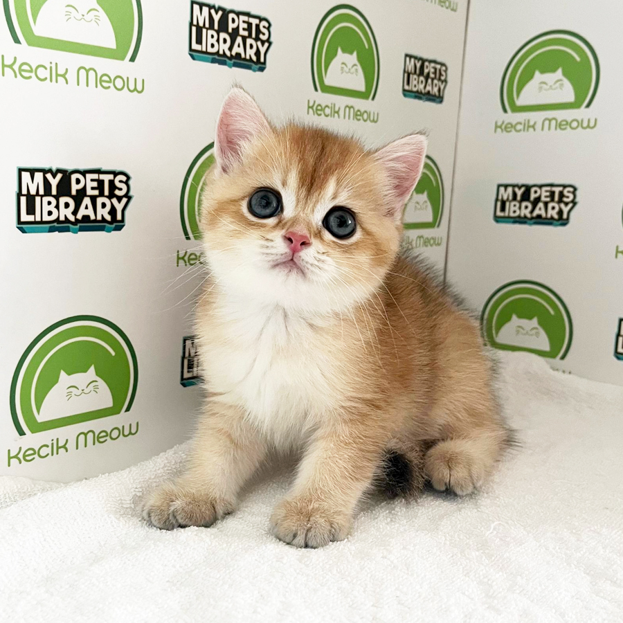 British Shorthair Kitten