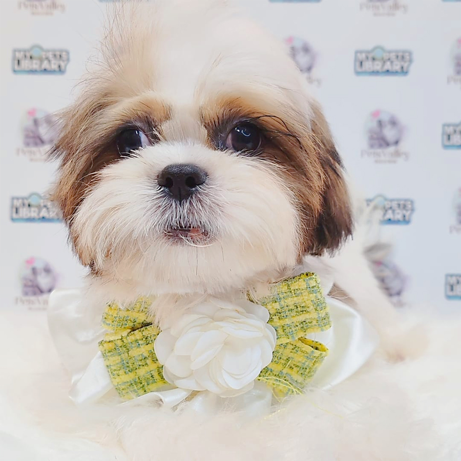 Shih Tzu Puppy