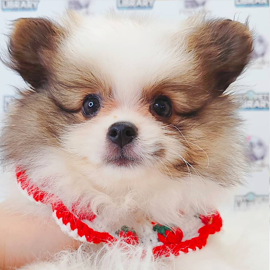 Pomeranian Puppy