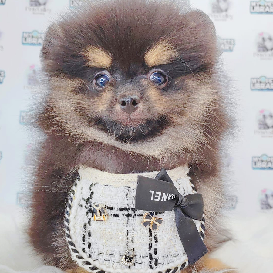 Pomeranian Puppy