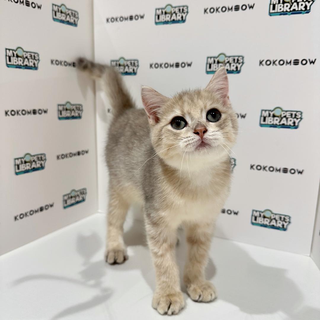 British Shorthair Kitten