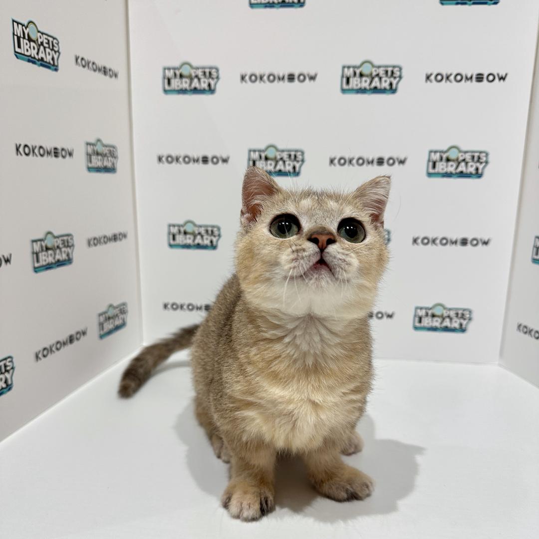 Super Short Munchkin British Shorthair Kitten
