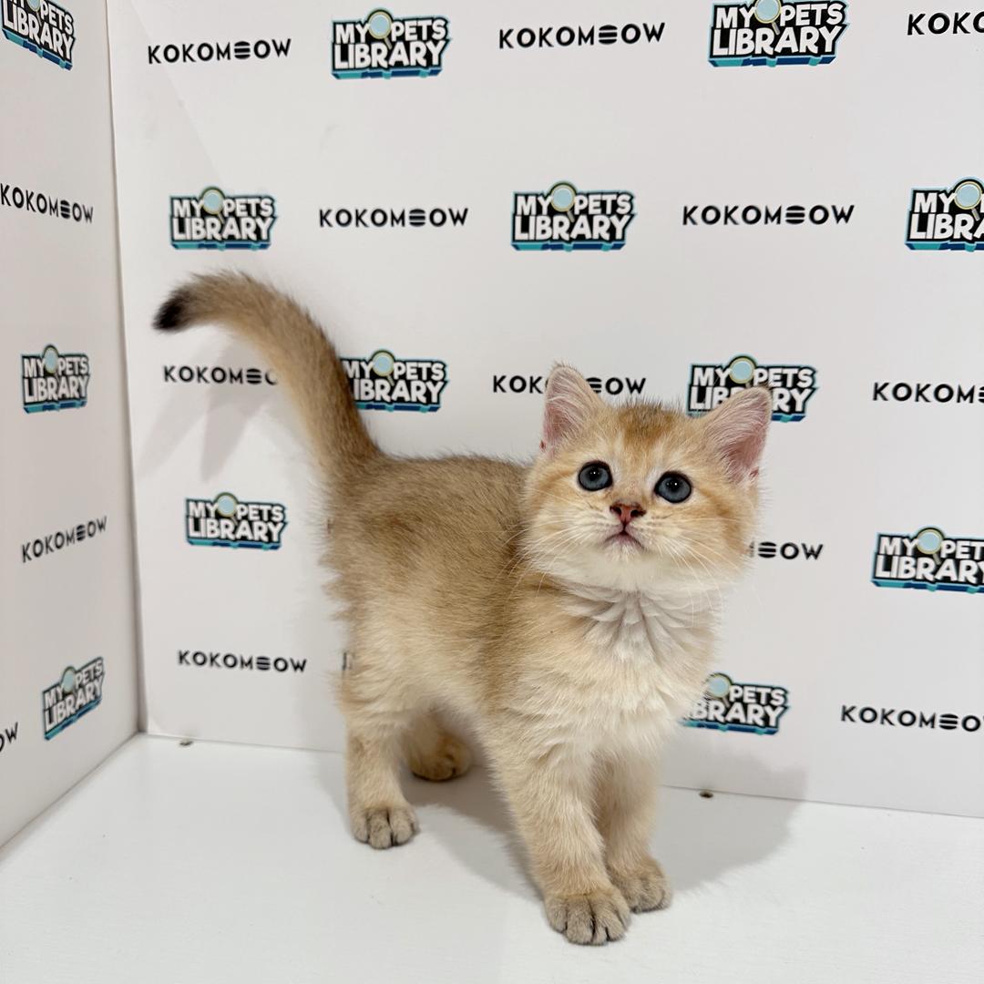 British Shorthair Kitten