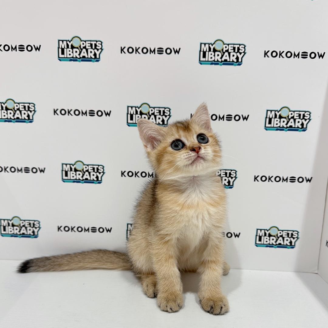 British Shorthair Kitten