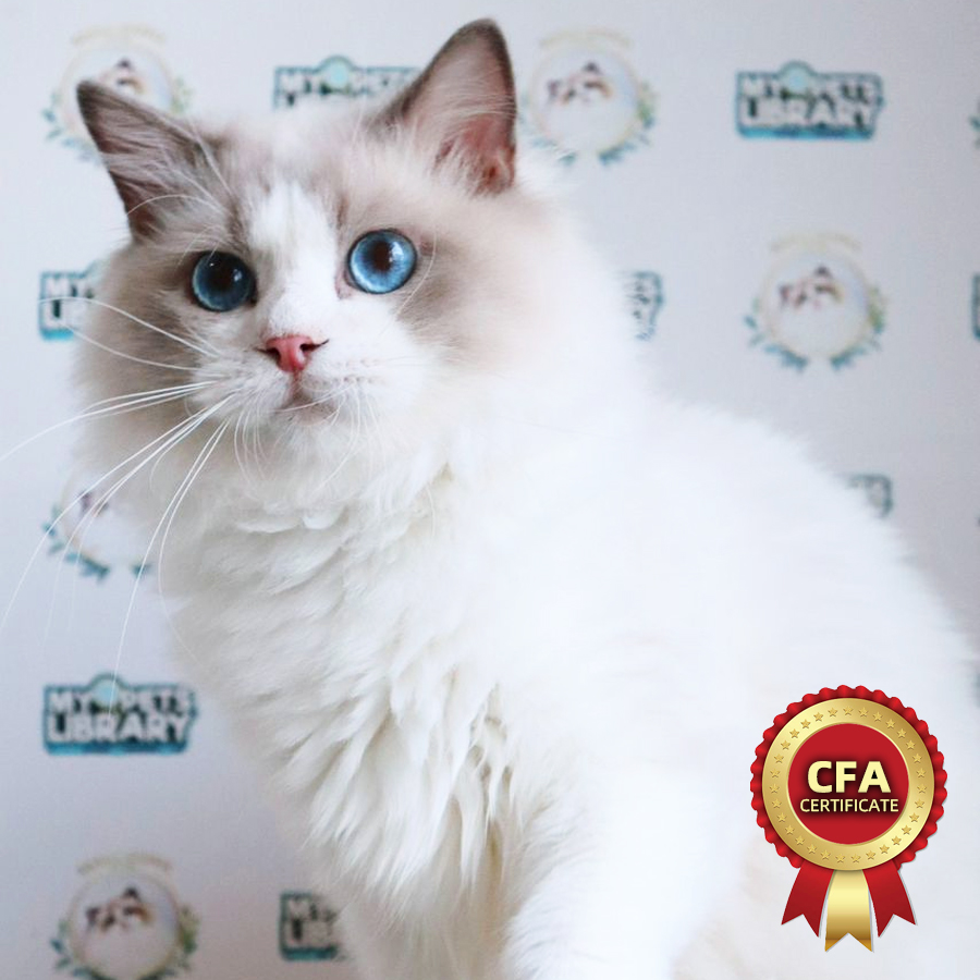 CFA Ragdoll Kitten