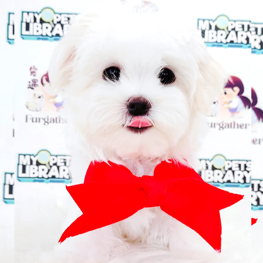 Maltese Puppy
