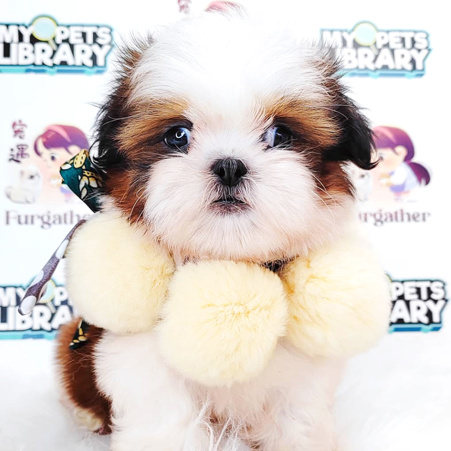 Shih Tzu Puppy
