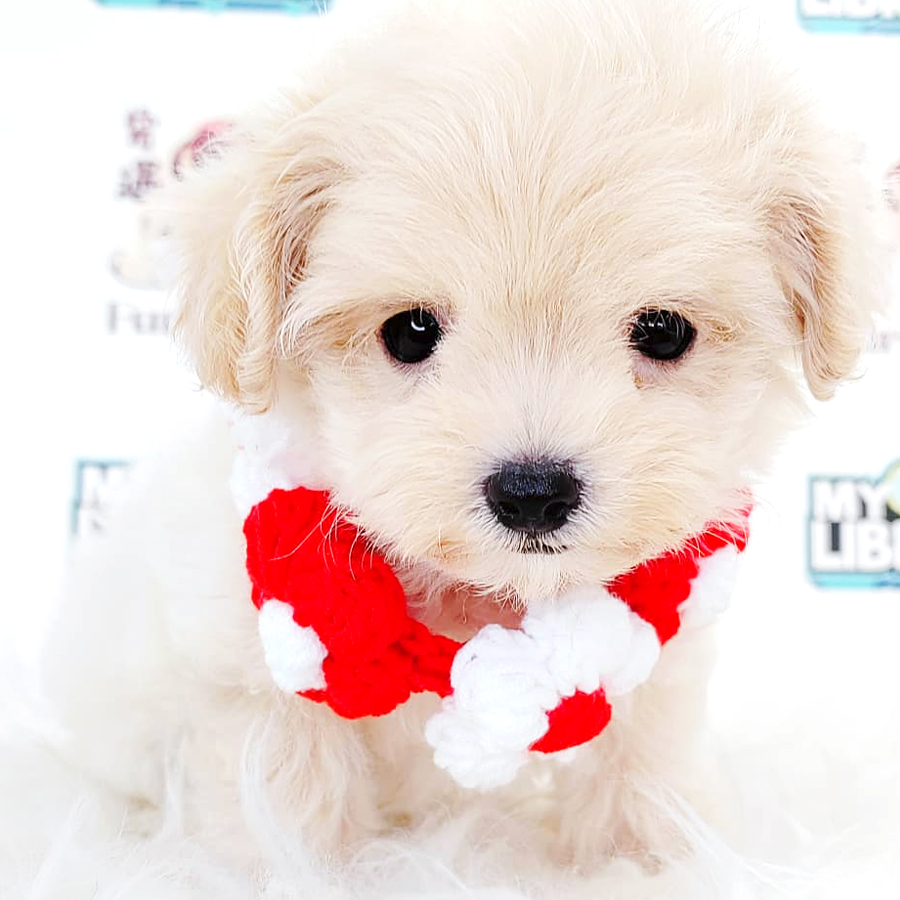 Maltipoo Puppy