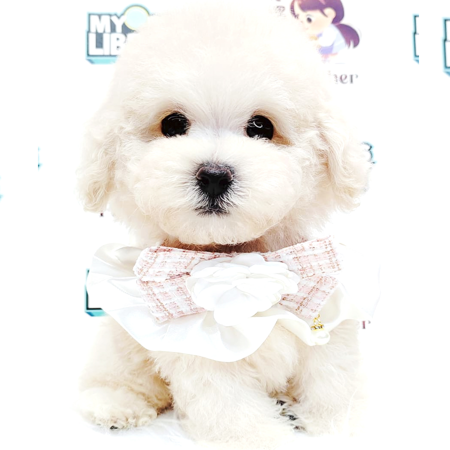 Bichonpoo Puppy