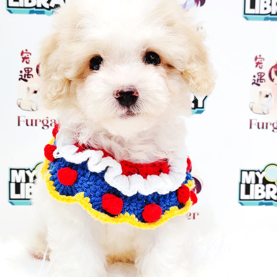 Maltipoo Puppy