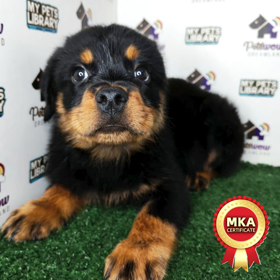 Rottweiler Puppy