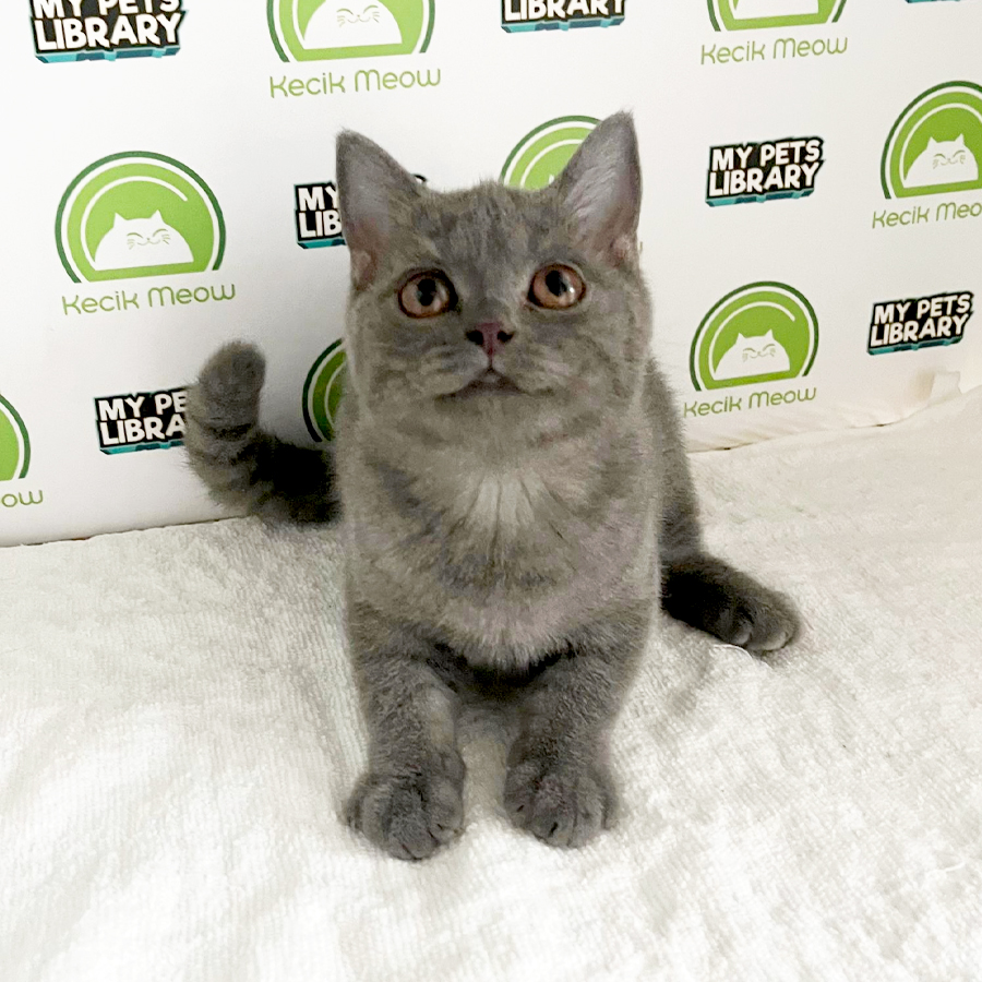 British Shorthair Kitten
