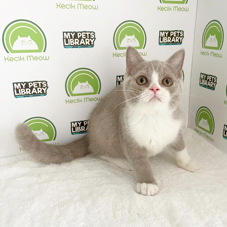 British Shorthair Kitten